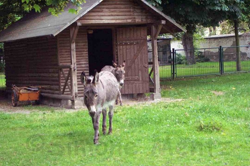 Images/Tiere_ (05).jpg